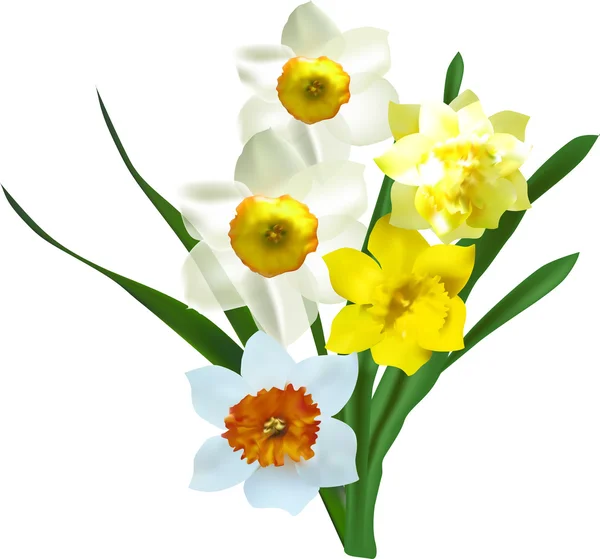 Bouquet de fleurs Narcisse — Image vectorielle
