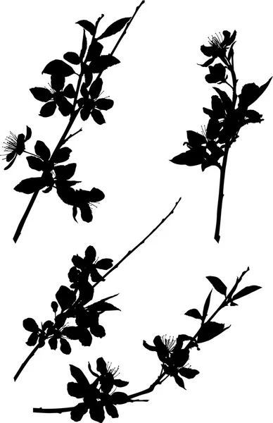 Flores de cerezo — Vector de stock