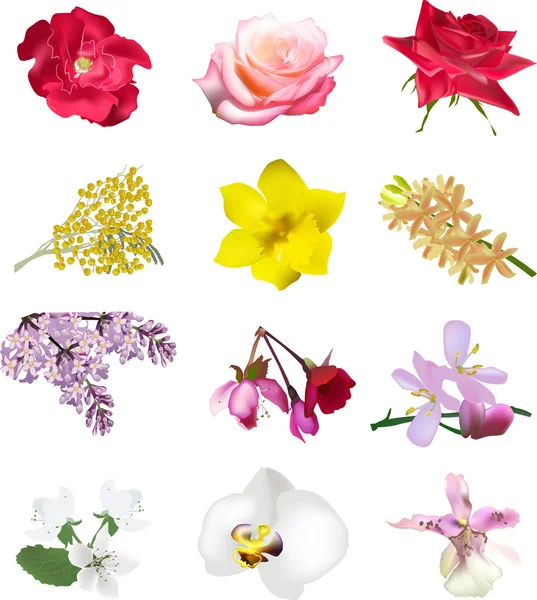 Set of colorful flowers — Stock Vector