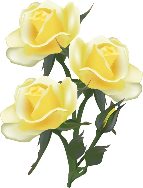 Light yellow roses — Stock Vector