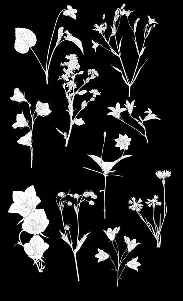 Vilda blommor silhuetter — Stock vektor