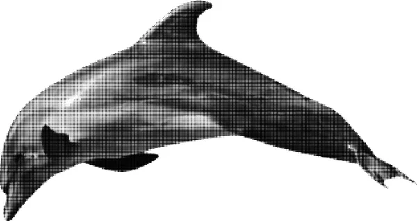 Dauphin gris à pois — Image vectorielle