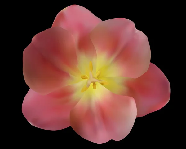 Pink tulip flower — Stock Vector