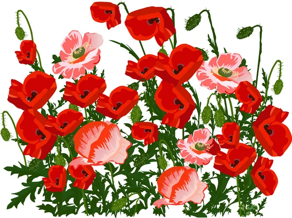 Red poppies flowers — Stock Vector