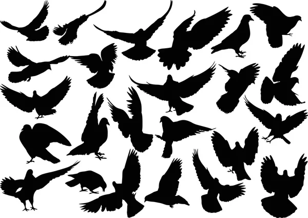 Black pigeons silhouettes — Stock Vector