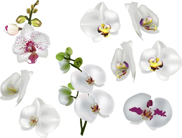 Cores brilhantes orquídeas — Vetor de Stock