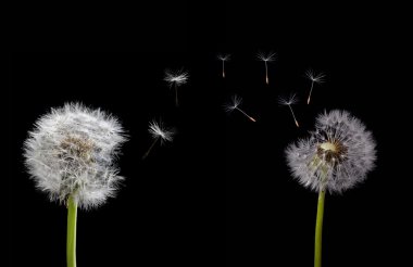 Dandelions ve uçan tohum