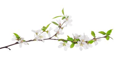 cherry tree blossoming branch clipart