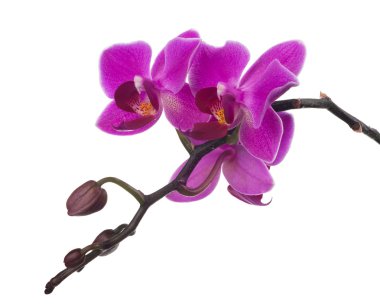 Mor orkideler ile şube