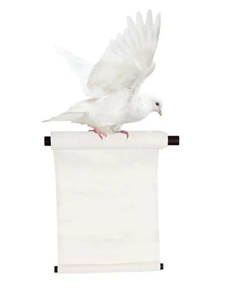 스크롤 비행 비둘기 — 스톡 사진
