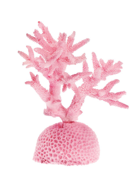 Light pink coral