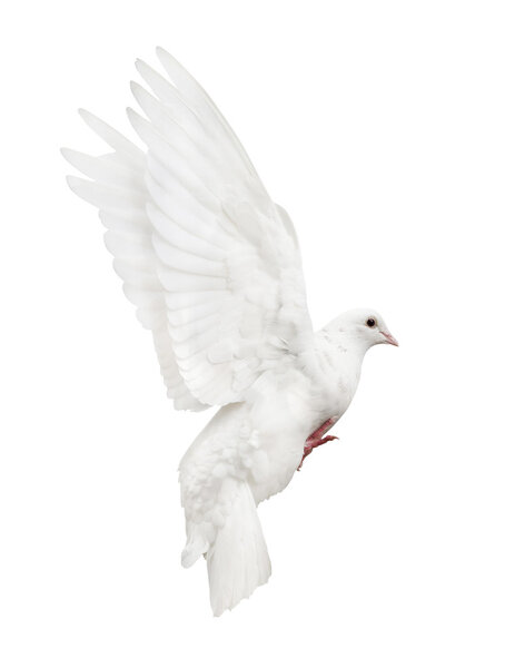 flying white dove