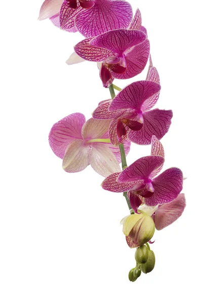 Orchid tak met bloemen — Stockfoto
