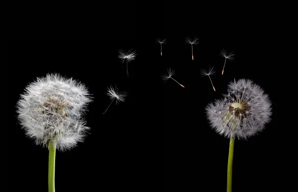 Dandelions ve uçan tohum — Stok fotoğraf