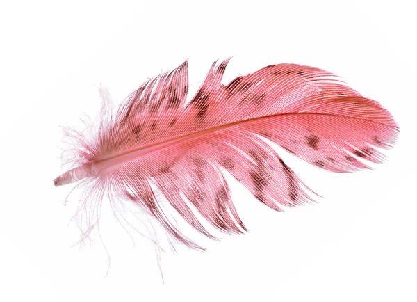 Plumas rojas manchadas —  Fotos de Stock