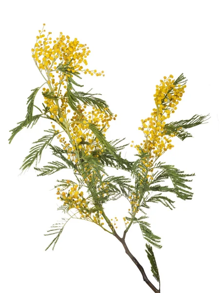 Yellow mimosa branch — Stock Photo, Image