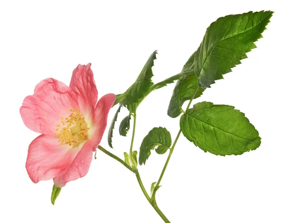 Fiore di rovo rosa — Foto Stock