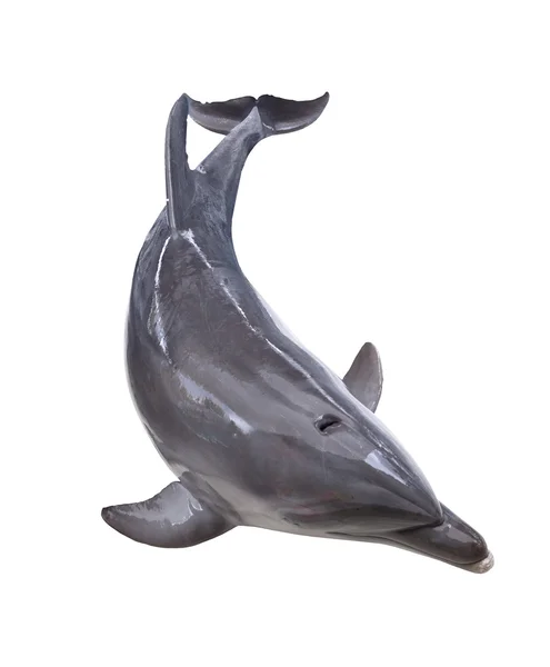 Šedá skoky delfínů — Stock fotografie