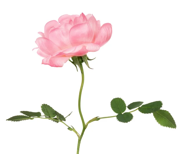 Rosa fiore di rosa — Foto Stock