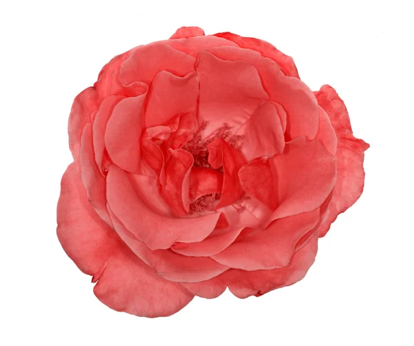 Rosa rossa fiore — Foto Stock