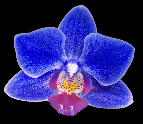 Blauwe orchideebloem — Stockfoto