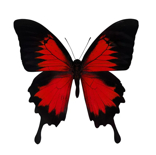 Bright red butterfly — Stock Photo, Image