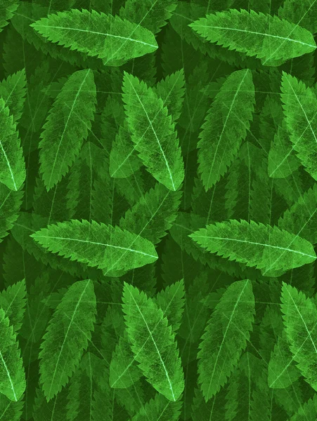 Green leaves skeletons — Stock Photo, Image