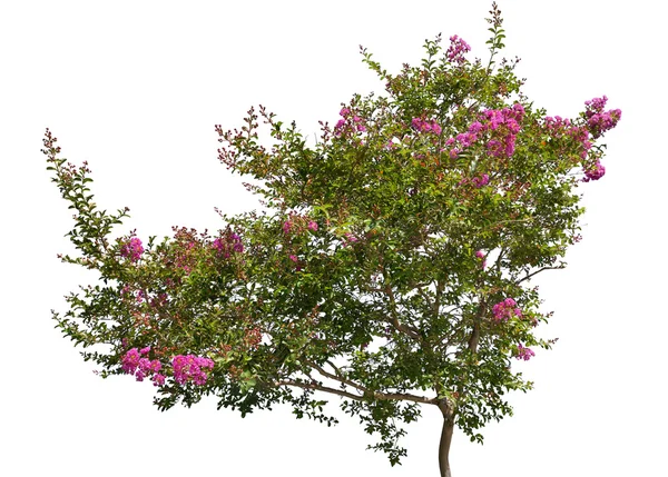 Pembe çiçek açan ağaç — Stok fotoğraf