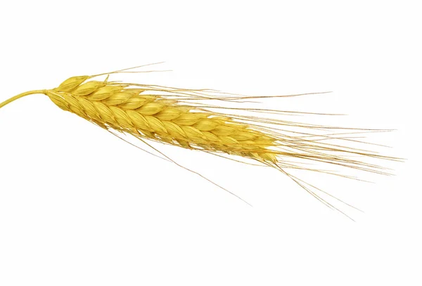 Kłos pszenicy żółty — Zdjęcie stockowe
