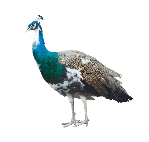 Färgglada peacock hane — Stockfoto