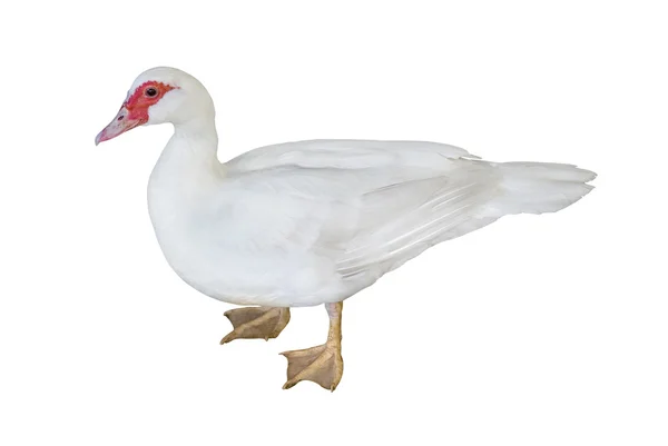 White domestic duck — Stock Photo, Image