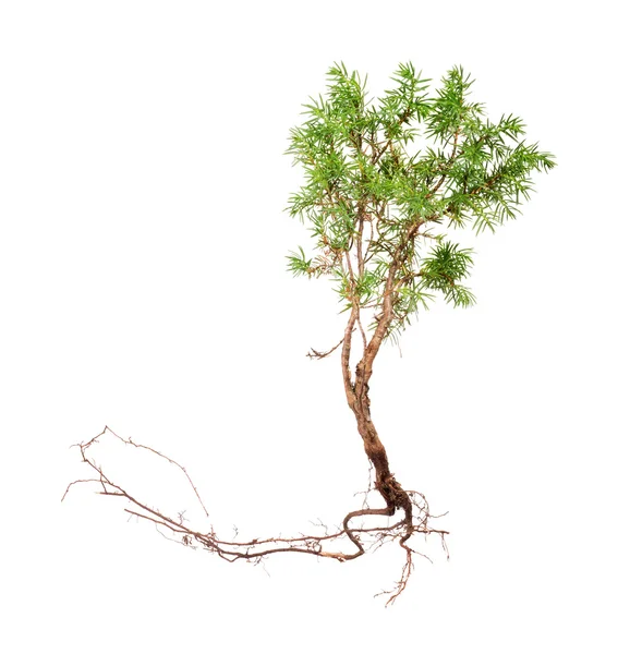Juniper with long root — Stock Photo, Image
