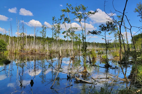 Lago na floresta de vidoeiro — Fotografia de Stock