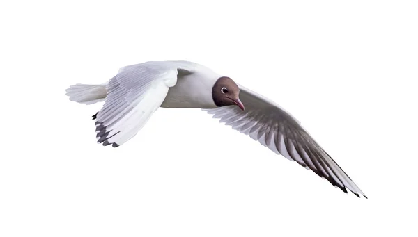 Flying small gull — Stock Photo, Image