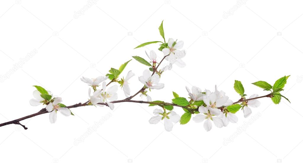 cherry tree blossoming branch