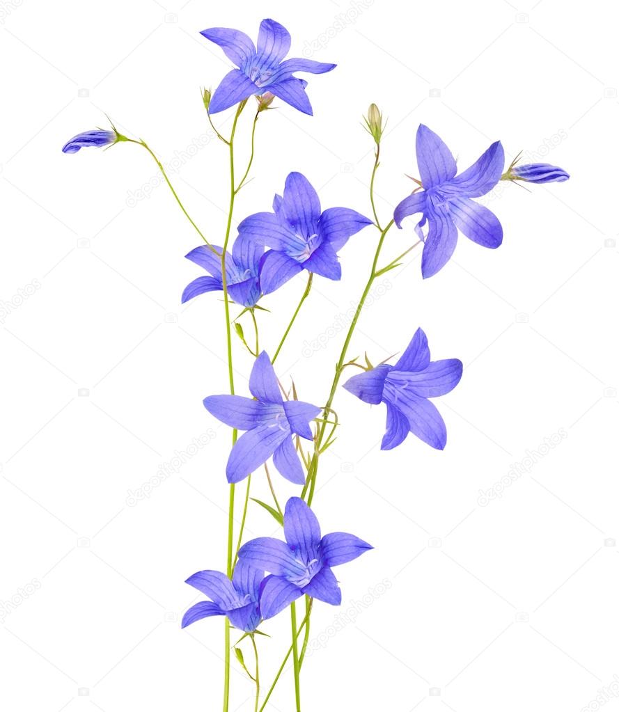 blue campanula flowers