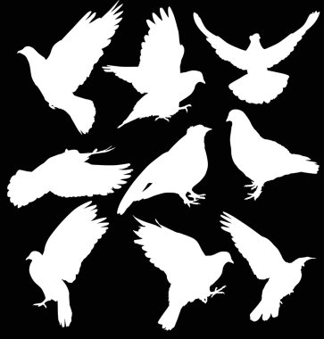 Beyaz güvercinler siluetleri