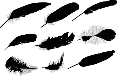 siyah tüyleri siluetleri