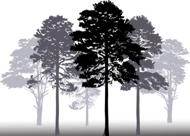 siyah pines siluetleri