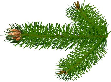 yeşil çam ağacı dalı