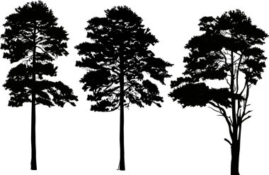 siyah pines siluetleri