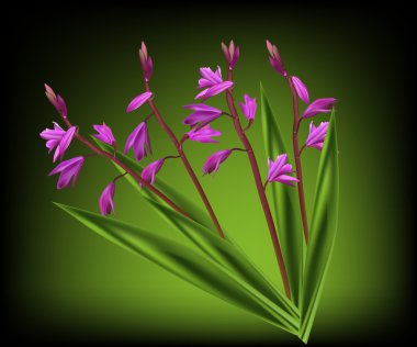 vahşi pembe çiçekler