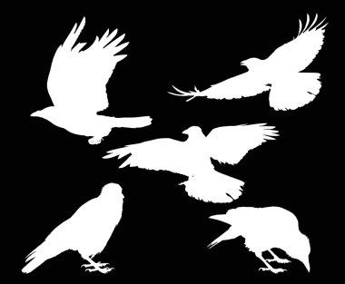 Beyaz karga siluetleri