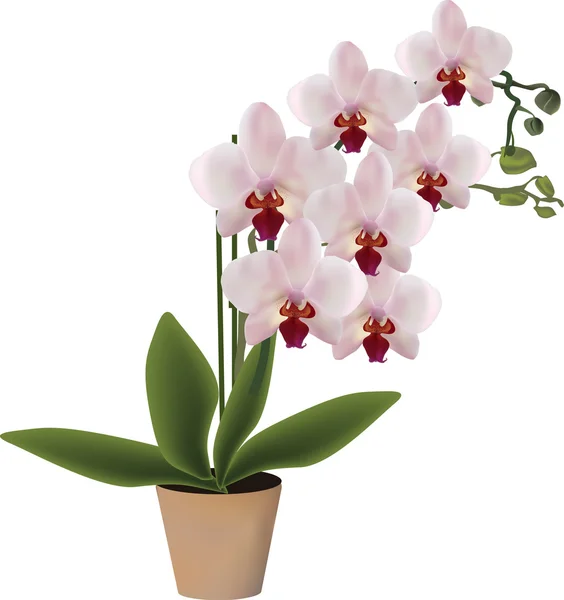 Orchid tak met bloemen — Stockvector