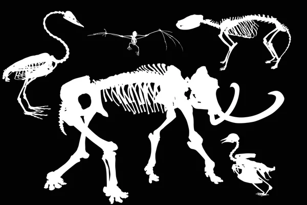 Скелети тварин і птахів — стоковий вектор