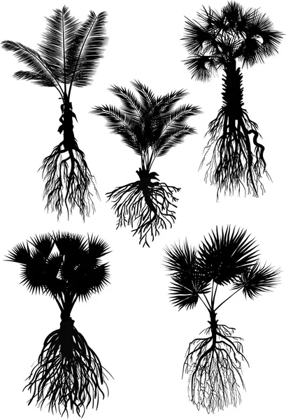 Palmbomen silhouetten — Stockvector