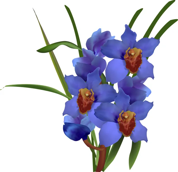Blå orkidéer blommor — Stock vektor