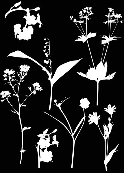 Witte wilde bloemen — Stockvector