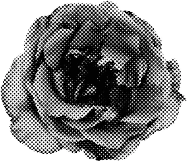Rosensilhouette aus schwarzen Punkten — Stockvektor