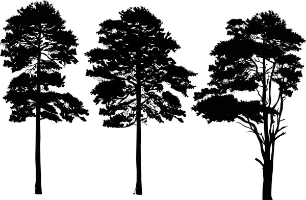 Svart pines silhuetter — Stock vektor